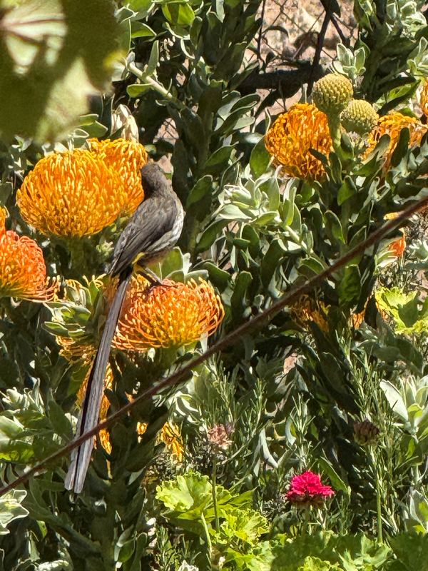 Cape sugarbird on pincushion protea